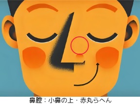 鼻