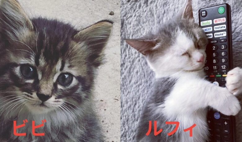 平沼翔太猫